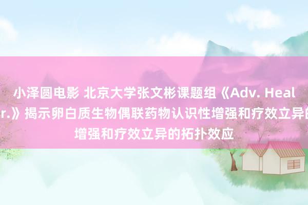 小泽圆电影 北京大学张文彬课题组《Adv. Healthc. Mater.》揭示卵白质生物偶联药物认识性增强和疗效立异的拓扑效应